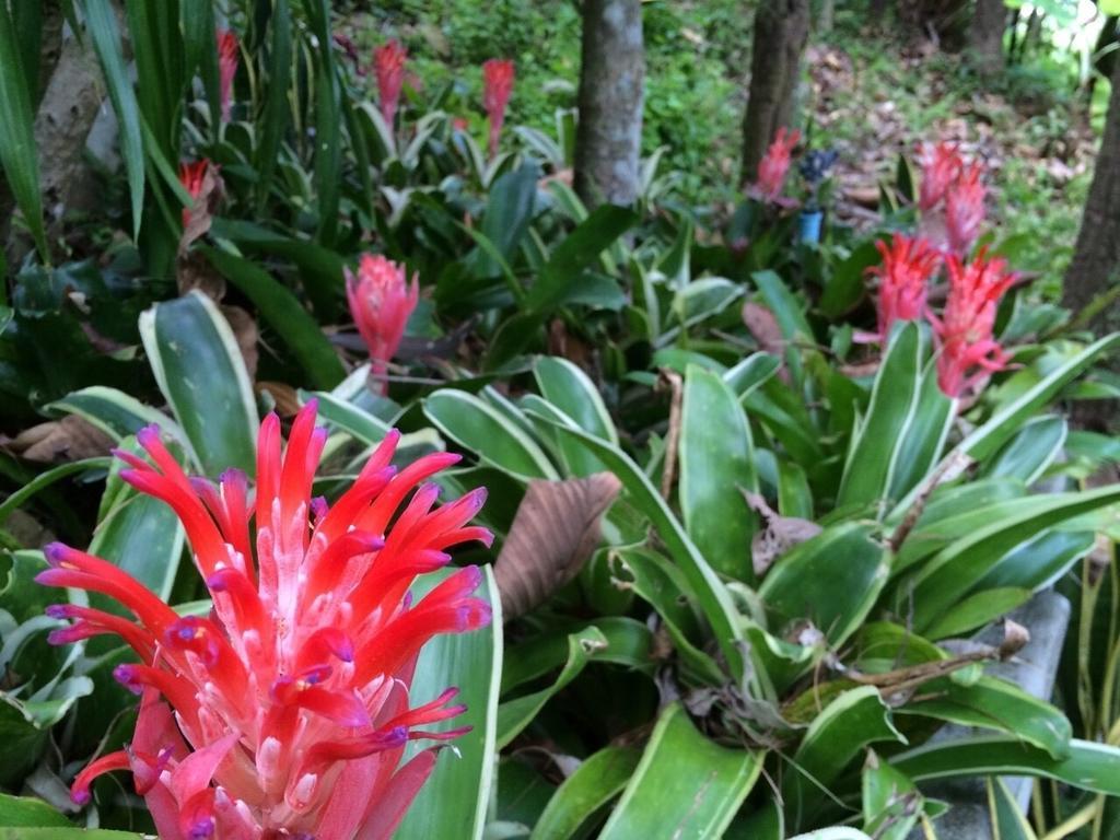 Phu Pha Nam Resort Dan Sai Eksteriør billede